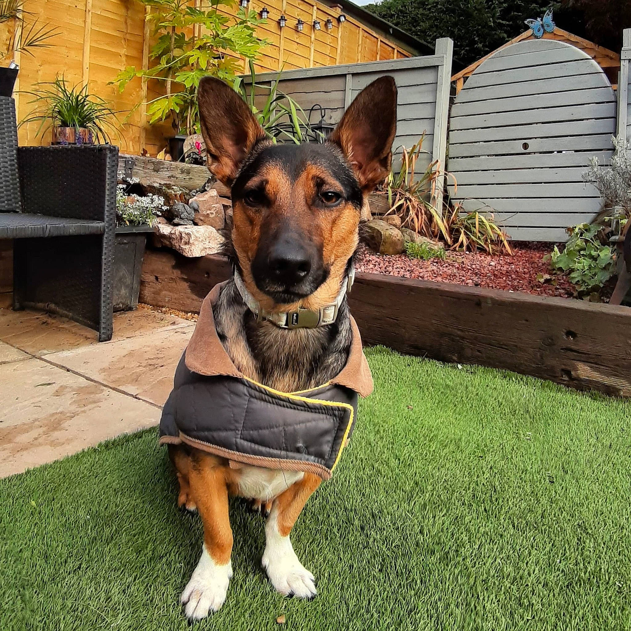 Lincoln joined the competition — help win amazing prizes! canidae, carnivore, collar, companion_dog, dog, dog_breed, dog_collar, dog_supply, fawn, fence, german_shepherd_dog, grass, guard_dog, herding_dog, home_fencing, old_german_shepherd_dog, plant, snout, sporting_group, working_animal
