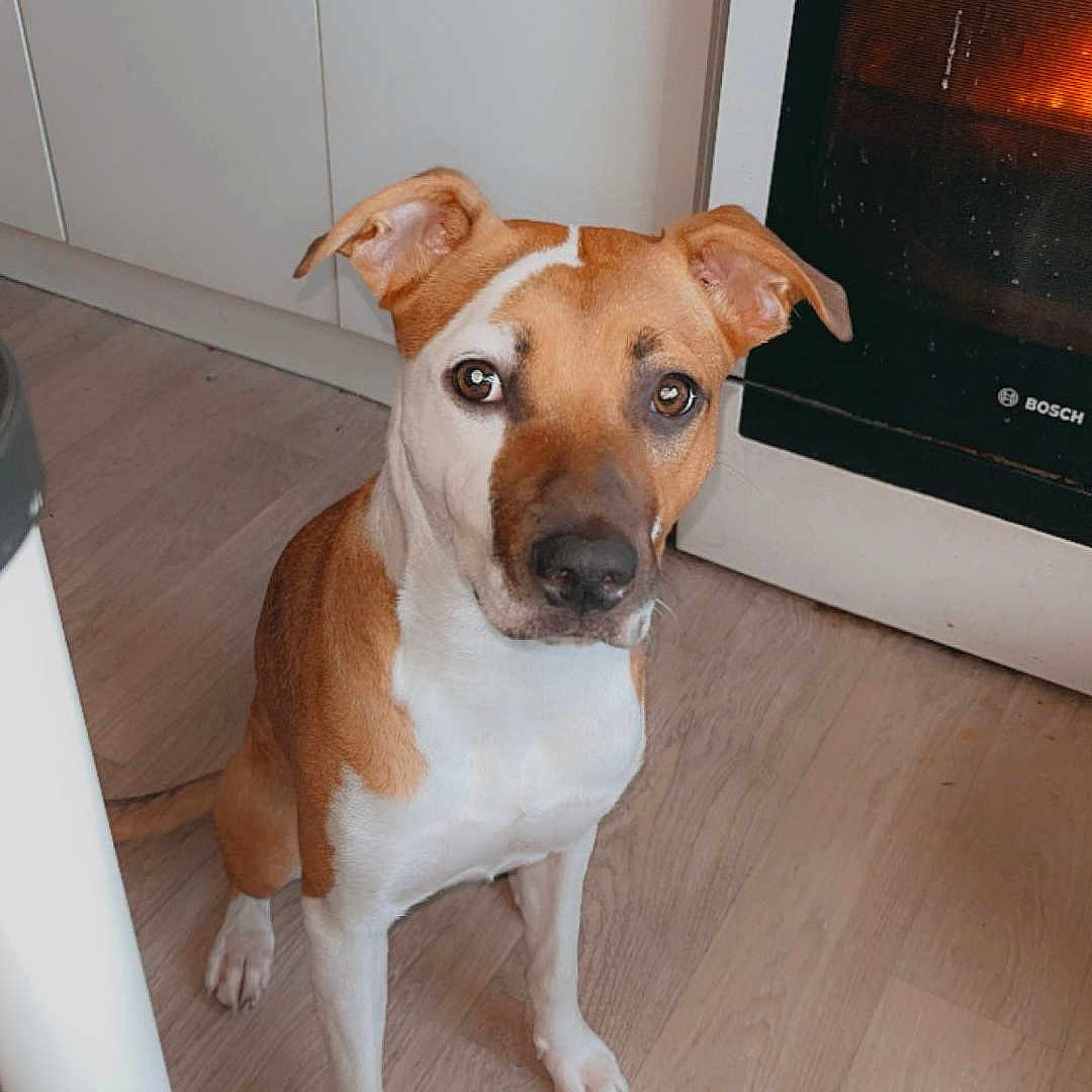 Luna a rejoint le concours — aidez-le/la à gagner de superbes lots ! animal, appliance, boxer, bulldog, cabinet, canine, device, dog, electricaldevice, fireplace, furniture, hound, indoors, interiordesign, kitchen, microwave, oven, pet, switch, wood