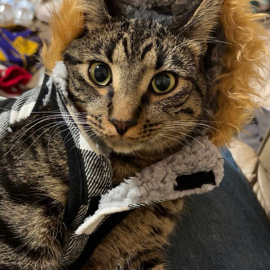 Melvin joined the competition — help win amazing prizes! abyssinian, animal, bag, cap, cat, clothing, coat, couch, face, furniture, hat, head, jacket, kitten, manx, pants, person, pet, photography, portrait