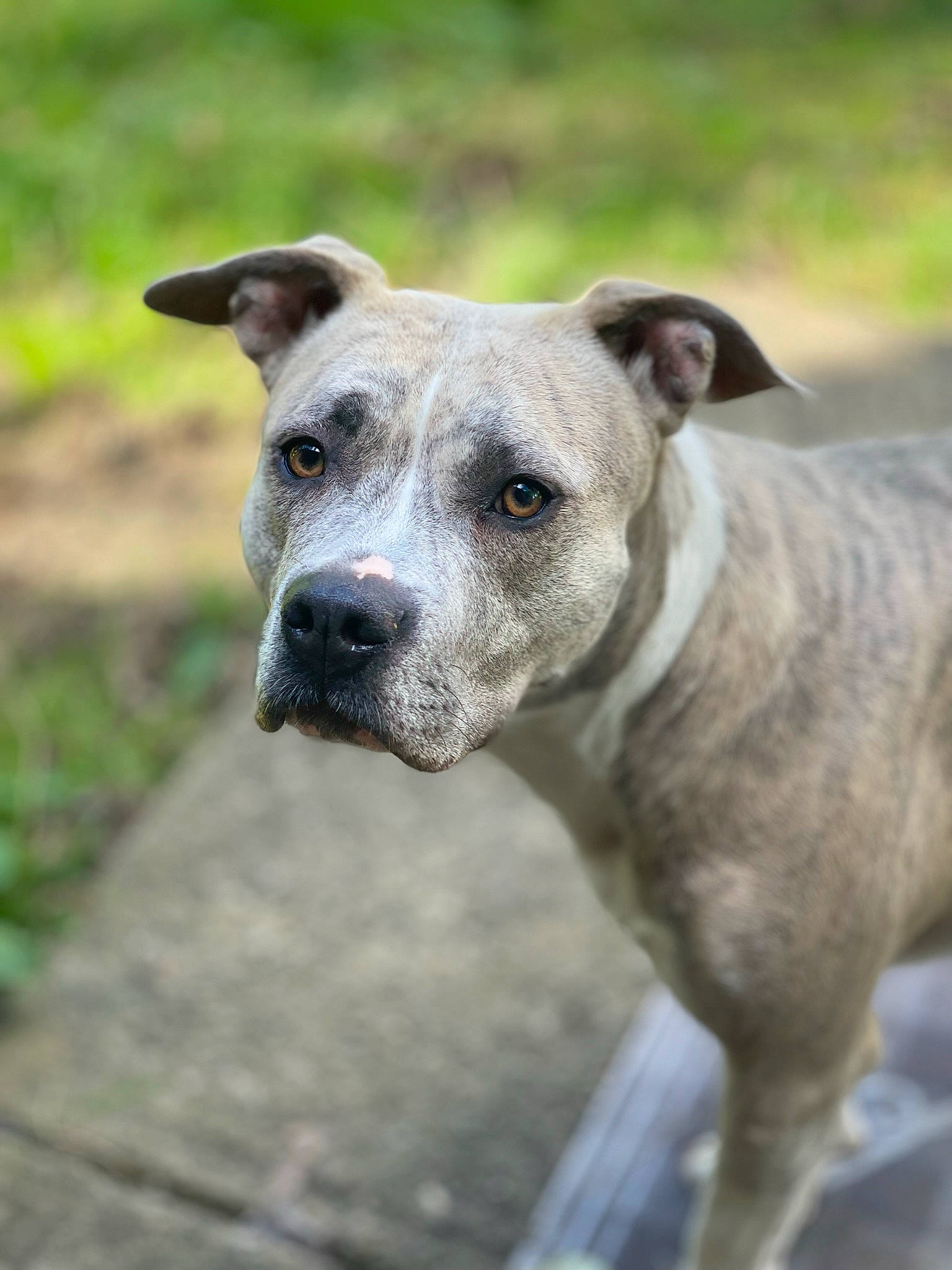 Layla joined the competition — help win amazing prizes! ancient_dog_breeds, art, canidae, carnivore, collar, companion_dog, dog, dog_breed, dog_collar, fawn, grass, hunting_dog, non_sporting_group, snout, sporting_group, terrestrial_animal, whiskers, working_animal, working_dog