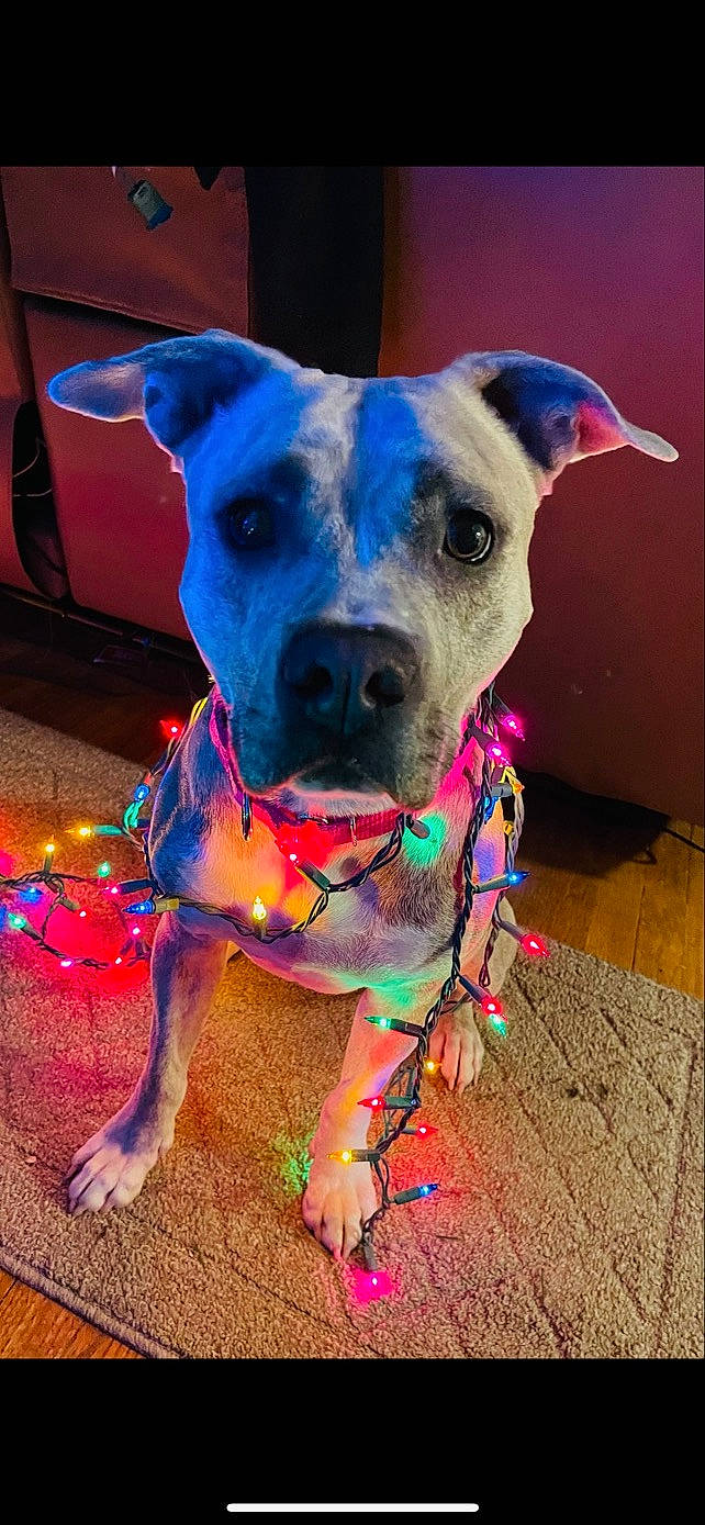 Layla is registered to the contest to win money with this photo: blue, canidae, carnivore, collar, companion_dog, dog, dog_breed, dog_clothes, dog_collar, dog_supply, electric_blue, fashion_accessory, fawn, leash, magenta, pet_supply, snout, sporting_group, whiskers, working_animal