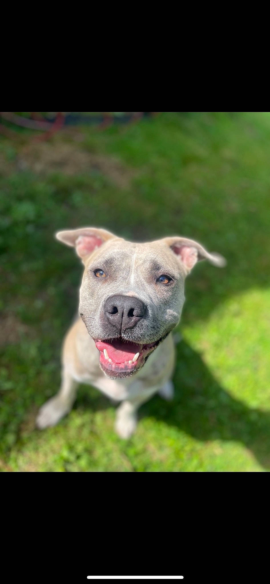 Layla is registered to the contest to win money with this photo: canidae, carnivore, collar, companion_dog, dog, dog_breed, fawn, grass, non_sporting_group, plant, snout, sporting_group, terrestrial_animal, working_animal