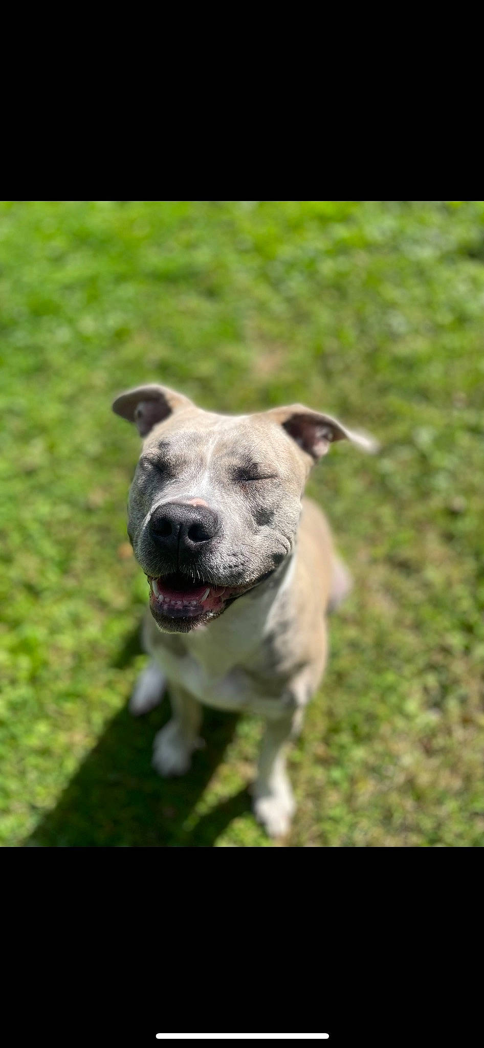 Layla is registered to the contest to win money with this photo: ancient_dog_breeds, art, canidae, carnivore, companion_dog, dog, dog_breed, fawn, grass, grassland, non_sporting_group, plant, sporting_group, terrestrial_animal, whiskers, working_animal, working_dog