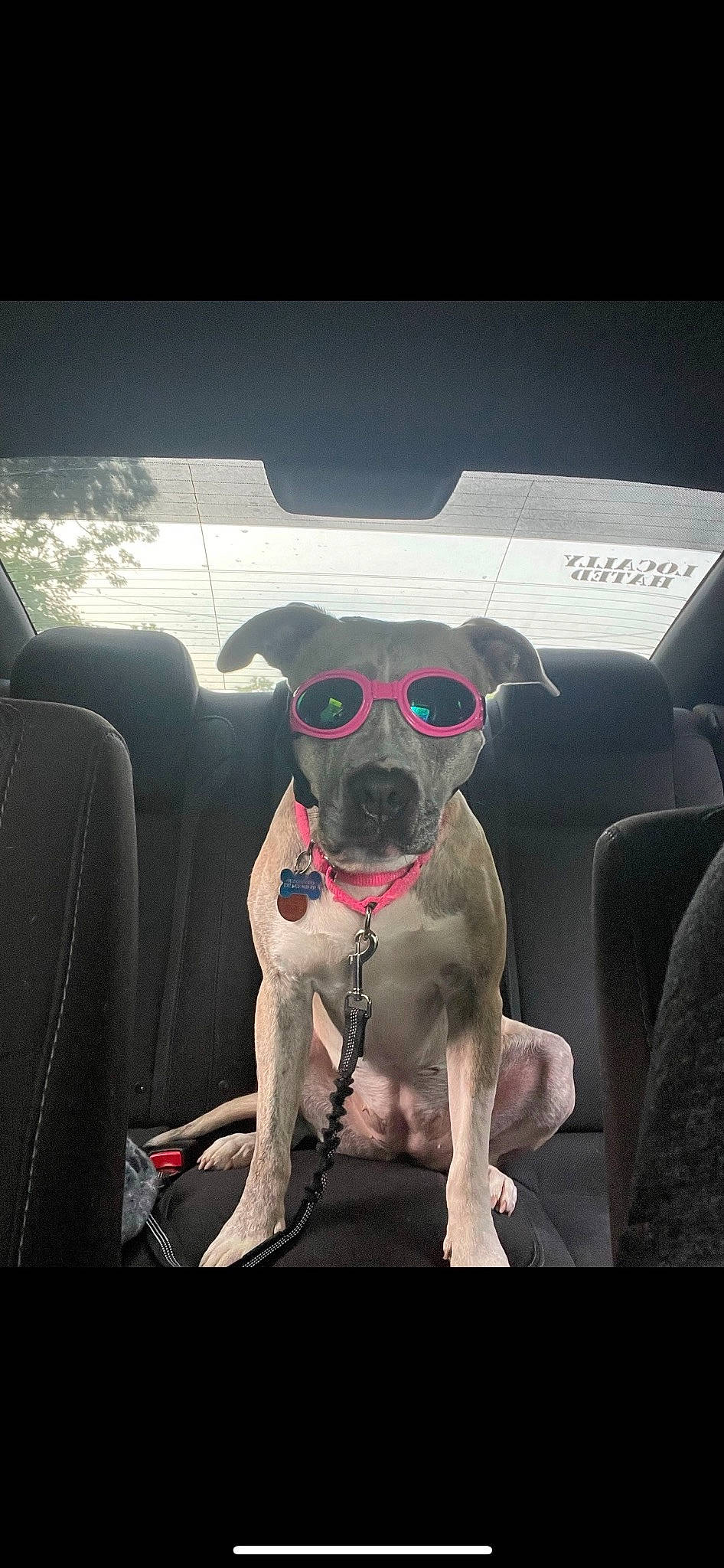Layla is registered to the contest to win money with this photo: automotive_design, automotive_exterior, automotive_lighting, automotive_mirror, car, carnivore, collar, companion_dog, dog, dog_breed, dog_collar, fawn, goggles, motor_vehicle, snout, sunglasses, tints_and_shades, vehicle, vehicle_door, working_animal