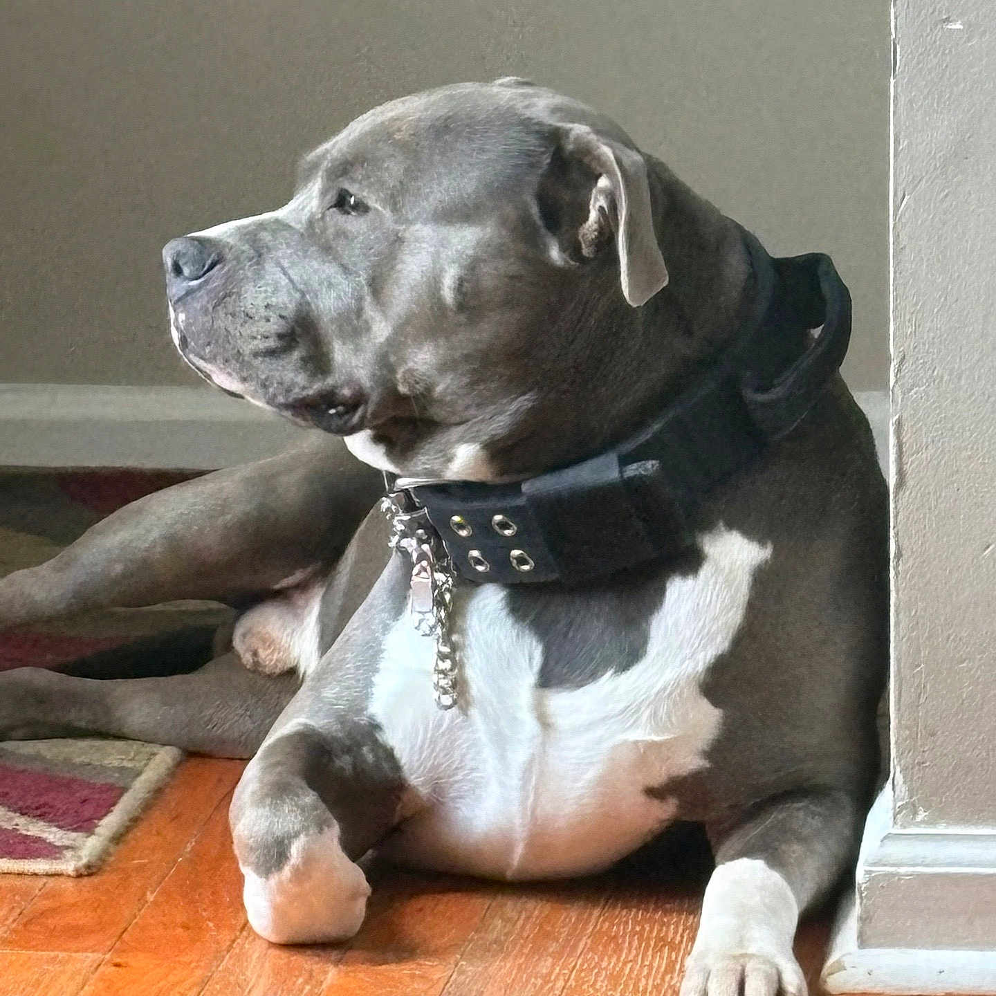 Hades is registered to the contest to win money with this photo: dog, canine, pet, lying_down, gray_coat, white_chest, collar, chain, wooden_floor, indoor, sunlight, shadow, wall, corner, relaxed, calm, domestic_animal, mammal, companion, household