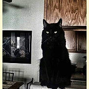 Midnight joined the competition — help win amazing prizes! black_cat, cat, indoor, kitchen, wood_cabinet, table, chair, rainbow, cartoon_stars, cartoon_clouds, feline, pet, animal, domestic_cat, window, furniture, decor, cute, sitting, portrait