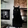 black_cat, cat, indoor, kitchen, wood_cabinet, table, chair, rainbow, cartoon_stars, cartoon_clouds, feline, pet, animal, domestic_cat, window, furniture, decor, cute, sitting, portrait