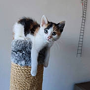 Thalys a rejoint le concours — aidez-le/la à gagner de superbes lots ! kitten, cat, calico, pet, scratching_post, fur, whiskers, paw, indoor, cute, animal, curious, claw, feline, young, stretching, soft, texture, playful, domestic