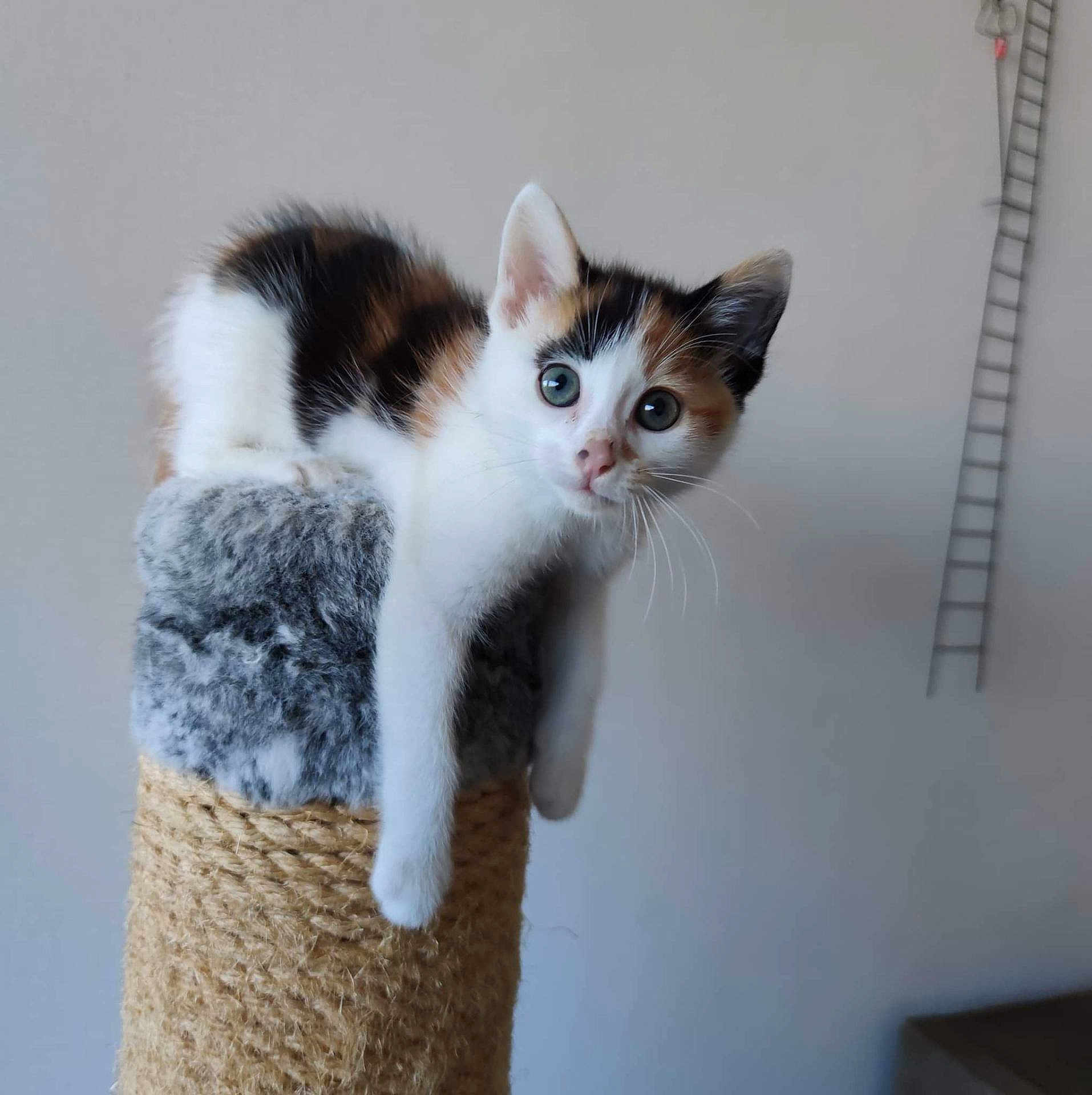 Thalys a rejoint le concours — aidez-le/la à gagner de superbes lots ! kitten, cat, calico, pet, scratching_post, fur, whiskers, paw, indoor, cute, animal, curious, claw, feline, young, stretching, soft, texture, playful, domestic