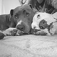 Oakley And Maverick is registered to the contest to win money with this photo: dogs, two_dogs, pit_bull, bulldog, pet, animal, cuddling, sleeping, lying_down, bed, indoors, black_and_white, portrait, close_up, short_hair, paws, nose, eyes, person, cozy