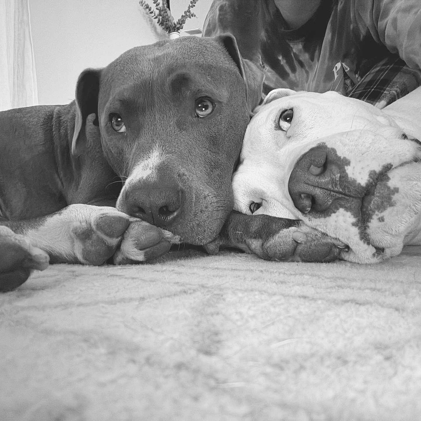 Oakley And Maverick is registered to the contest to win money with this photo: dogs, two_dogs, pit_bull, bulldog, pet, animal, cuddling, sleeping, lying_down, bed, indoors, black_and_white, portrait, close_up, short_hair, paws, nose, eyes, person, cozy