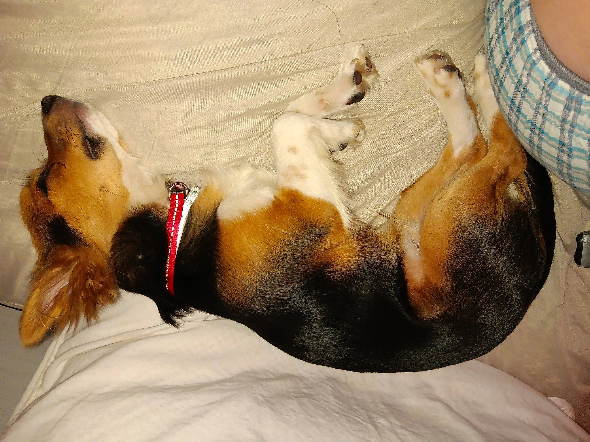 Taz joined the competition — help win amazing prizes! canidae, carnivore, collar, comfort, companion_dog, dog, dog_breed, dog_collar, dog_supply, fawn, foot, fur, liver, nap, paw, pet_supply, plaid, snout, sporting_group, tail