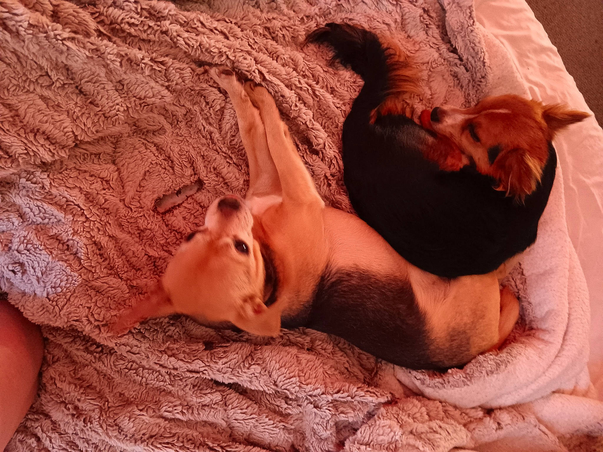 Taz is registered to the contest to win money with this photo: abdomen, chest, comfort, dress, eye, eyebrow, eyelash, fawn, flash_photography, hair, happy, head, human_body, human_leg, jaw, linens, long_hair, neck, trunk, wood