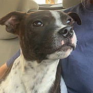 Asko participe au concours pour gagner de l'argent avec cette photo : dog, person, car_interior, seat, window, roof, house, blue_shirt, pet, animal, black_and_white, close_up, lap, curious, attentive, indoor, daylight, casual, portrait, companion
