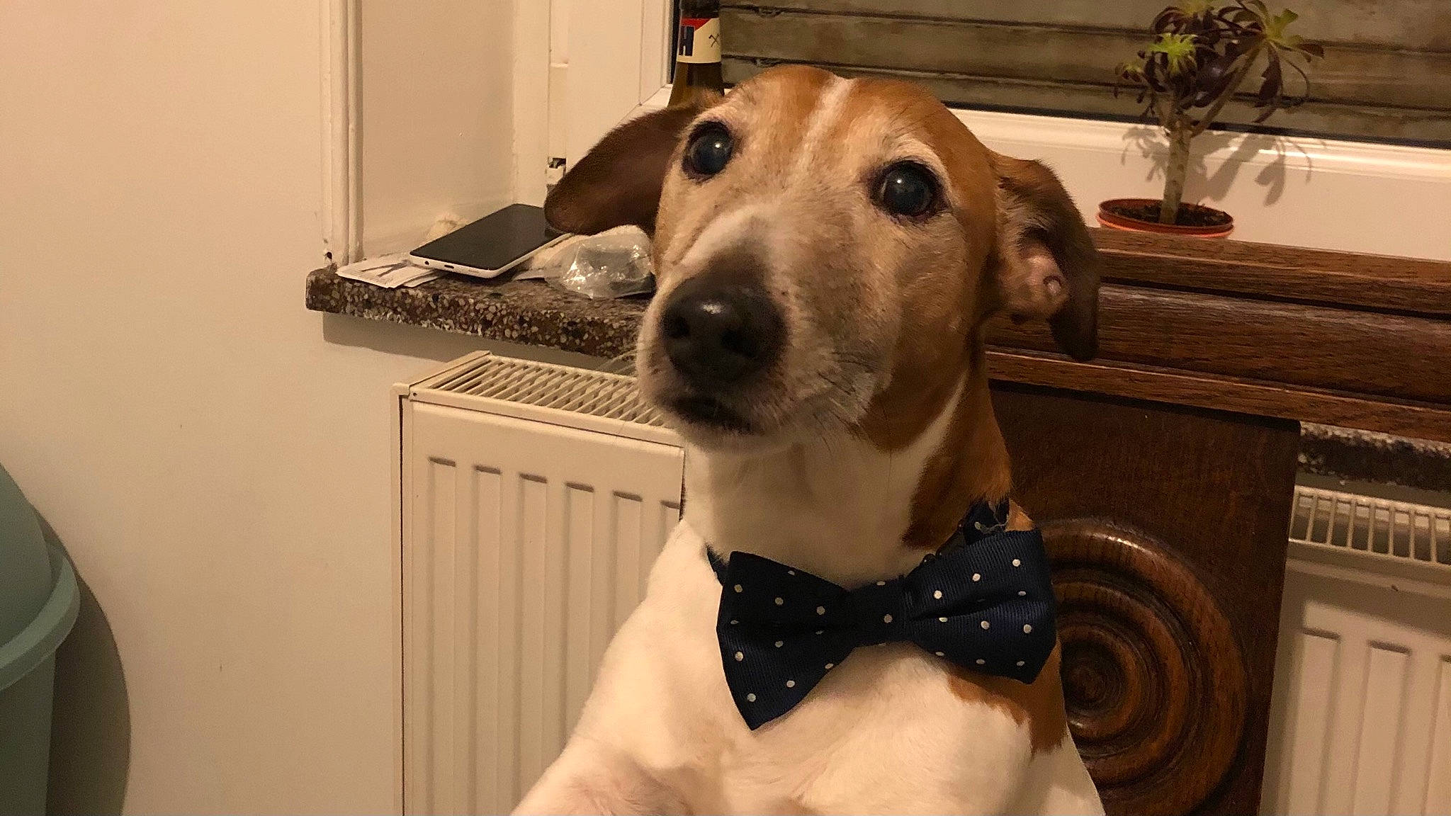 Falko a rejoint le concours — aidez-le/la à gagner de superbes lots ! carnivore, collar, companion_dog, dog, dog_breed, dog_collar, dog_supply, ear, fawn, flowerpot, houseplant, pattern, pet_supply, picture_frame, plant, snout, sporting_group, sunglasses, whiskers, working_animal