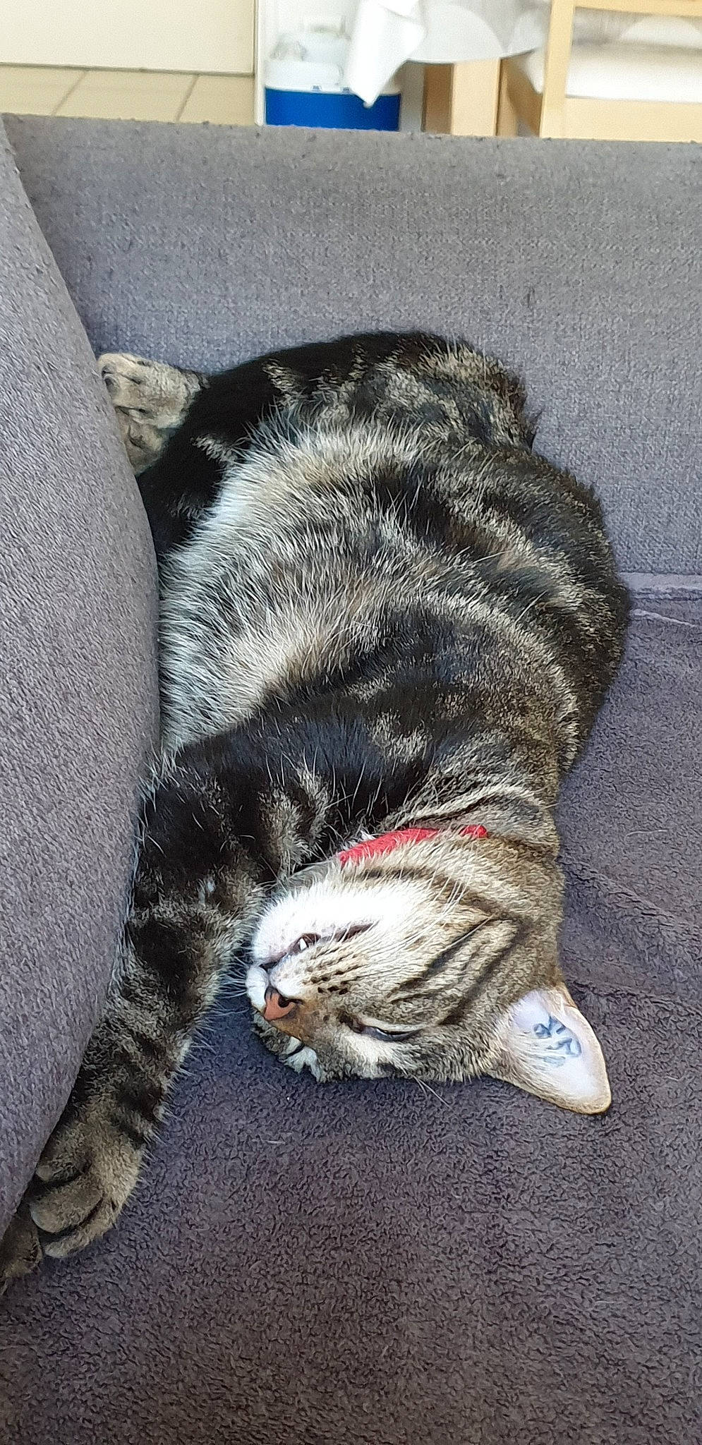 Naïka participe au concours pour gagner de l'argent avec cette photo : american_shorthair, carnivore, cat, claw, domestic_short_haired_cat, dragon_li, european_shorthair, felidae, fur, kitten, nap, norwegian_forest_cat, paw, polydactyl_cat, sleep, small_to_medium_sized_cats, tabby_cat, tail, whiskers, wild_cat