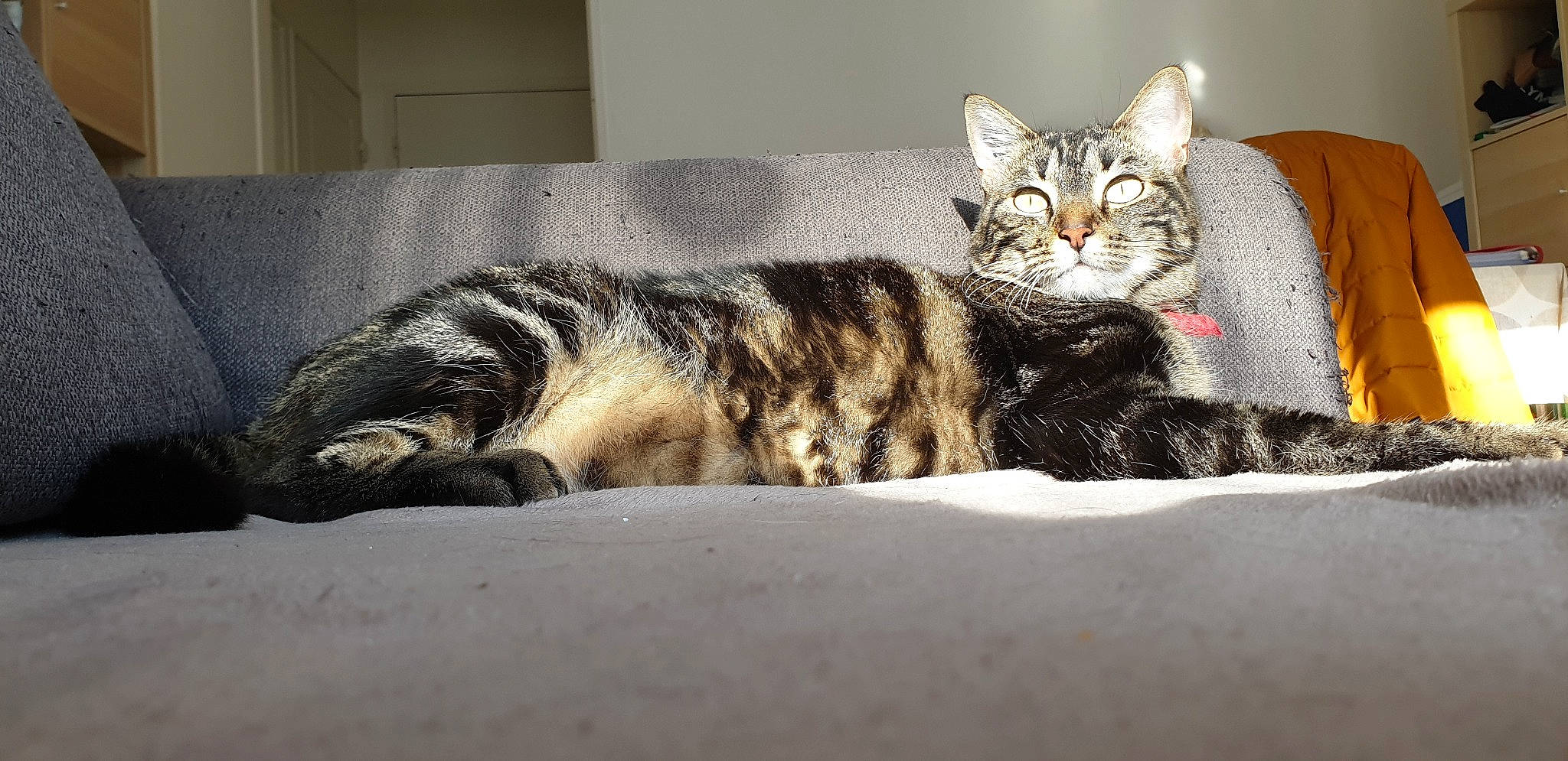 Naïka participe au concours pour gagner de l'argent avec cette photo : american_shorthair, american_wirehair, asian, california_spangled, carnivore, cat, domestic_short_haired_cat, dragon_li, egyptian_mau, european_shorthair, felidae, fur, kitten, mammal, nap, small_to_medium_sized_cats, sokoke, tabby_cat, vertebrate, whiskers