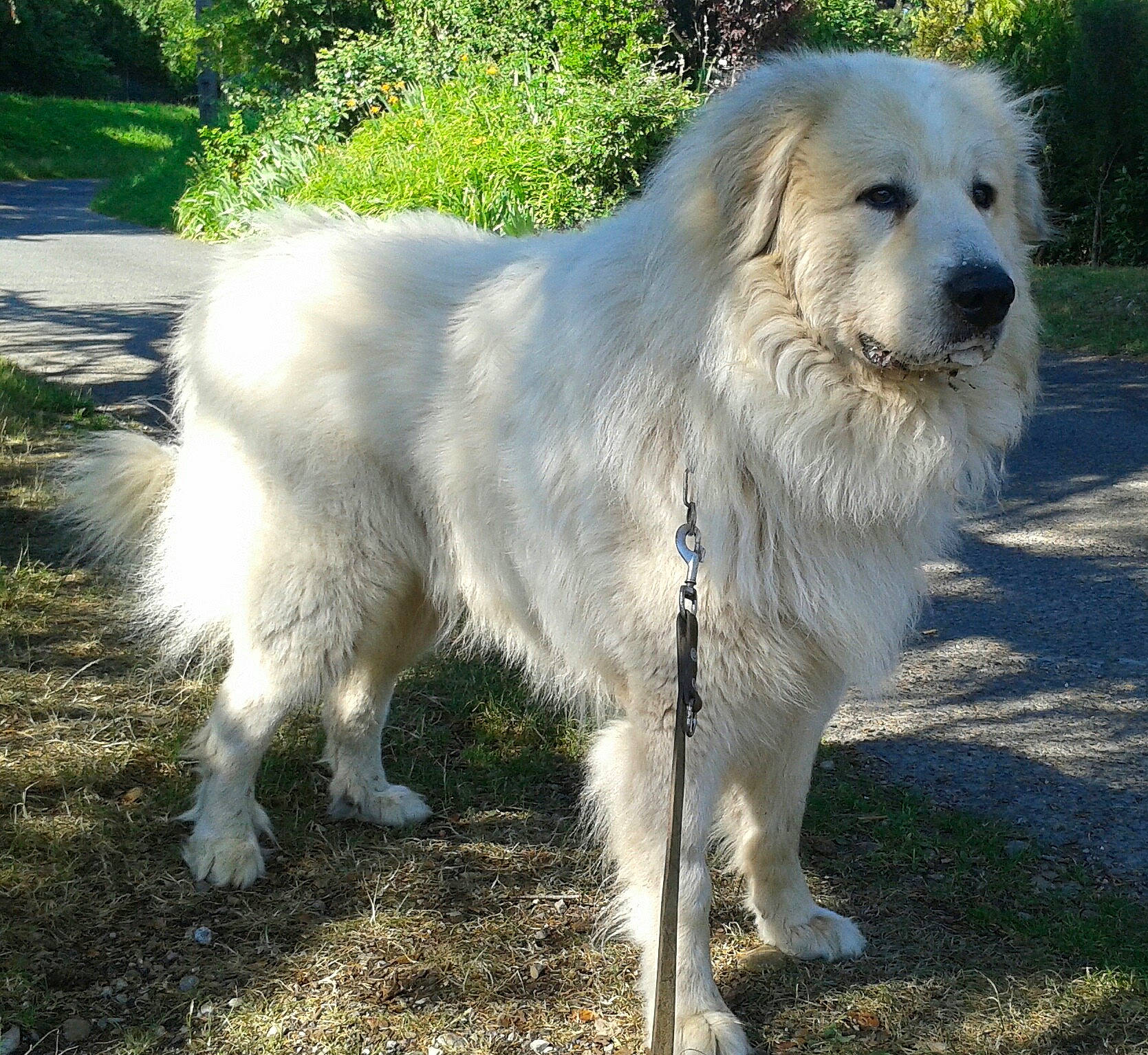 Django participe au concours pour gagner de l'argent avec cette photo : aidi, ancient_dog_breeds, canidae, carnivore, companion_dog, dog, dog_breed, great_pyrenees, livestock_guardian_dog, mammal, maremma_sheepdog, polish_tatra_sheepdog, rare_breed_dog, slovak_cuvac, sporting_group, vertebrate, working_dog