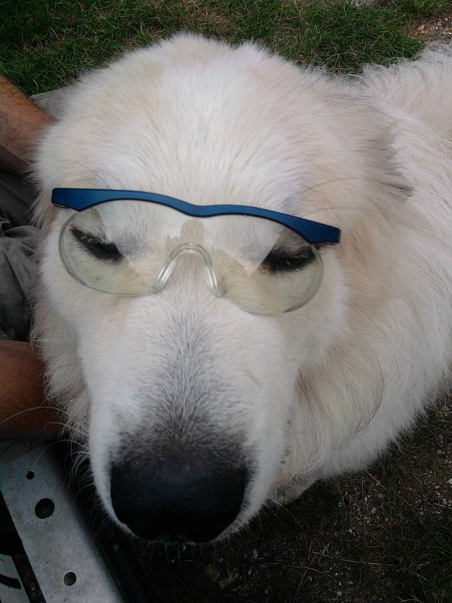 Django a rejoint le concours — aidez-le/la à gagner de superbes lots ! canidae, carnivore, companion_dog, dog, dog_breed, eye, eyewear, fur, glasses, head, japanese_spitz, mammal, nose, rare_breed_dog, samoyed, snout, sporting_group, sunglasses, vertebrate, whiskers