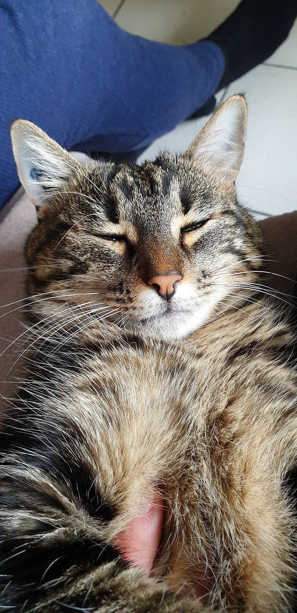 Nala a rejoint le concours — aidez-le/la à gagner de superbes lots ! aegean_cat, american_shorthair, american_wirehair, asian, carnivore, cat, close_up, domestic_short_haired_cat, dragon_li, european_shorthair, felidae, fur, kitten, mammal, pixie_bob, small_to_medium_sized_cats, snout, tabby_cat, whiskers, wild_cat