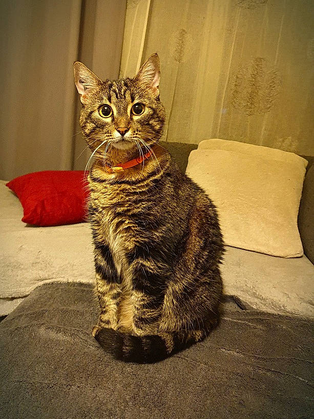 Nala a rejoint le concours — aidez-le/la à gagner de superbes lots ! american_shorthair, asian, california_spangled, carnivore, cat, domestic_short_haired_cat, dragon_li, egyptian_mau, european_shorthair, felidae, mammal, pixie_bob, small_to_medium_sized_cats, snout, sokoke, tabby_cat, toyger, vertebrate, whiskers, wild_cat