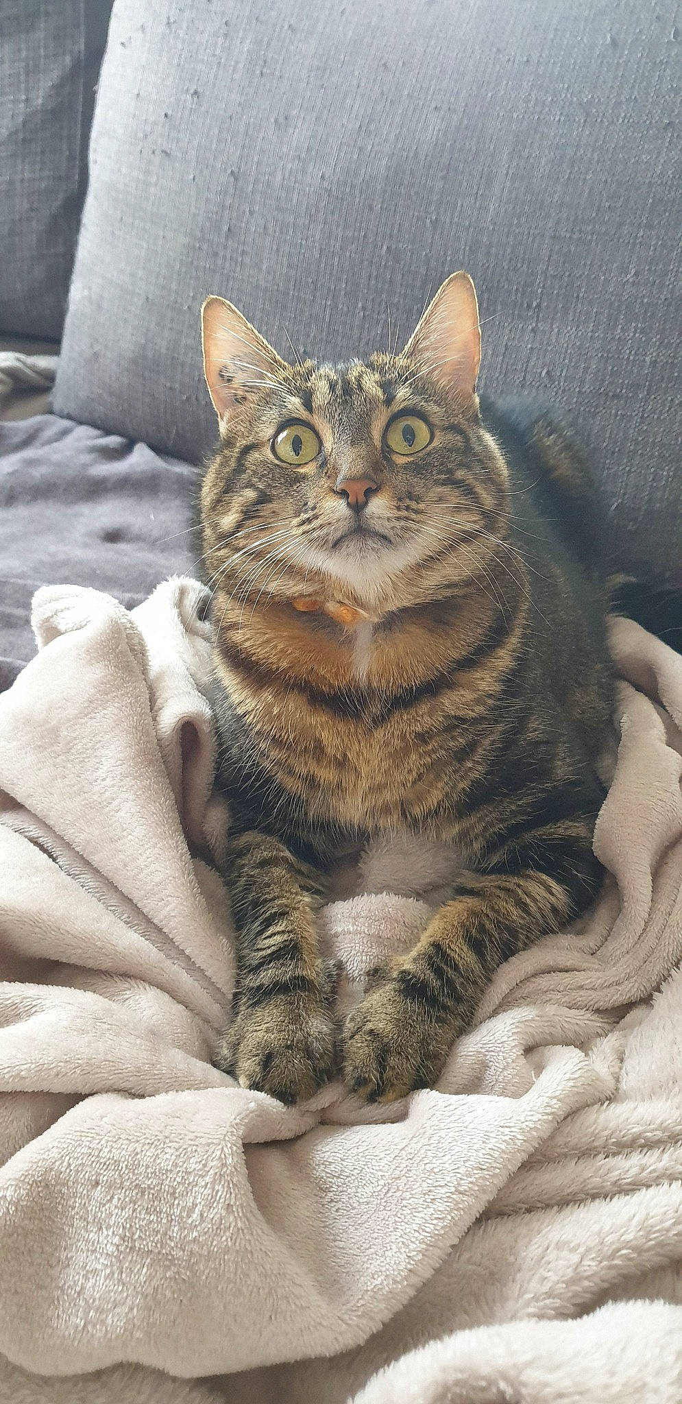 Nala a rejoint le concours — aidez-le/la à gagner de superbes lots ! aegean_cat, american_shorthair, american_wirehair, asian, california_spangled, carnivore, cat, domestic_short_haired_cat, dragon_li, european_shorthair, eye, felidae, kitten, mammal, pixie_bob, small_to_medium_sized_cats, snout, tabby_cat, whiskers, wild_cat