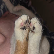 Bean is registered to the contest to win money with this photo: cat, paws, close_up, fur, pink_pads, animal, pet, cute, cozy, human, blurred_background, indoor, resting, soft, white_fur, orange_fur, black_fur, paw_pads, claws, relaxation