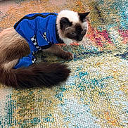 Blue joined the competition — help win amazing prizes! cat, blue_clothing, pet, indoor, fur, long_tail, curious, colorful_rug, textured_rug, animal, mammal, domestic_animal, feline, resting, side_view, soft_fur, striped_pattern, black_and_white, close_up, household