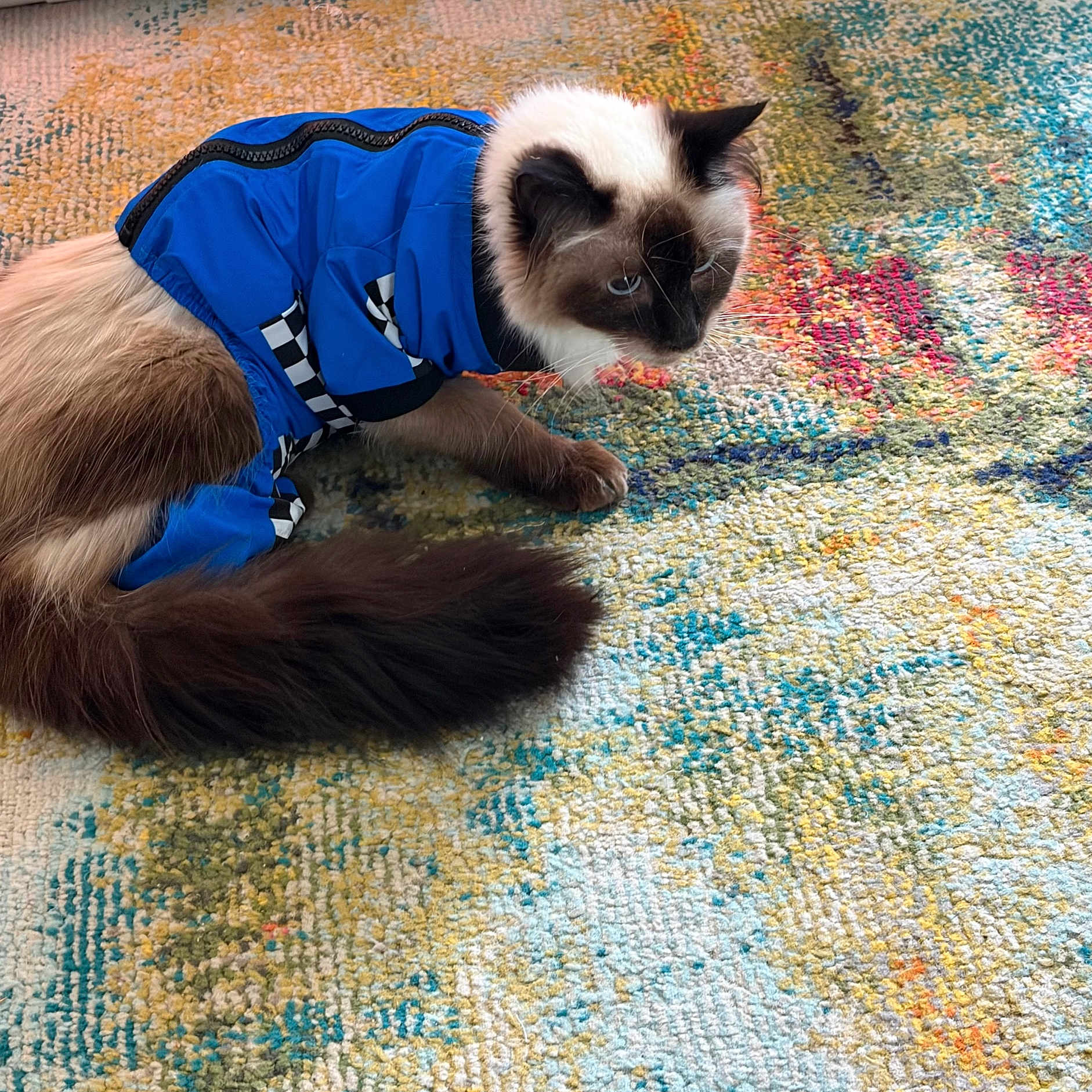 Blue joined the competition — help win amazing prizes! cat, blue_clothing, pet, indoor, fur, long_tail, curious, colorful_rug, textured_rug, animal, mammal, domestic_animal, feline, resting, side_view, soft_fur, striped_pattern, black_and_white, close_up, household