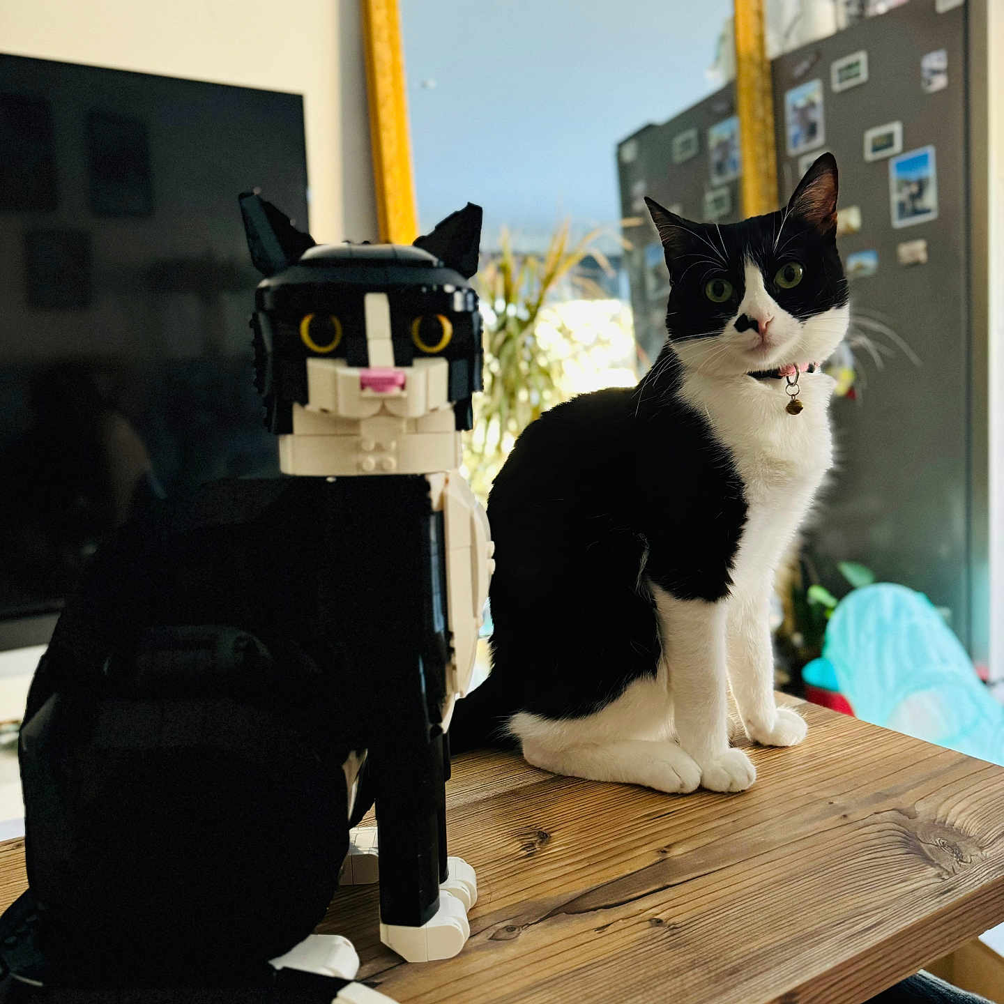 Nala participe au concours pour gagner de l'argent avec cette photo : adult, animal, architecture, cat, desk, diningtable, furniture, hardwood, indoors, interiordesign, kitten, male, man, manx, person, pet, plywood, stainedwood, table, wood
