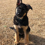 Jackson joined the competition — help win amazing prizes! puppy, german_shepherd, dog, animal, pet, grass, outdoor, young, curious, sitting, ears, head_tilt, brown, black, fur, collar, cute, sunlight, nature, portrait
