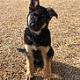 puppy, german_shepherd, dog, animal, pet, grass, outdoor, young, curious, sitting, ears, head_tilt, brown, black, fur, collar, cute, sunlight, nature, portrait