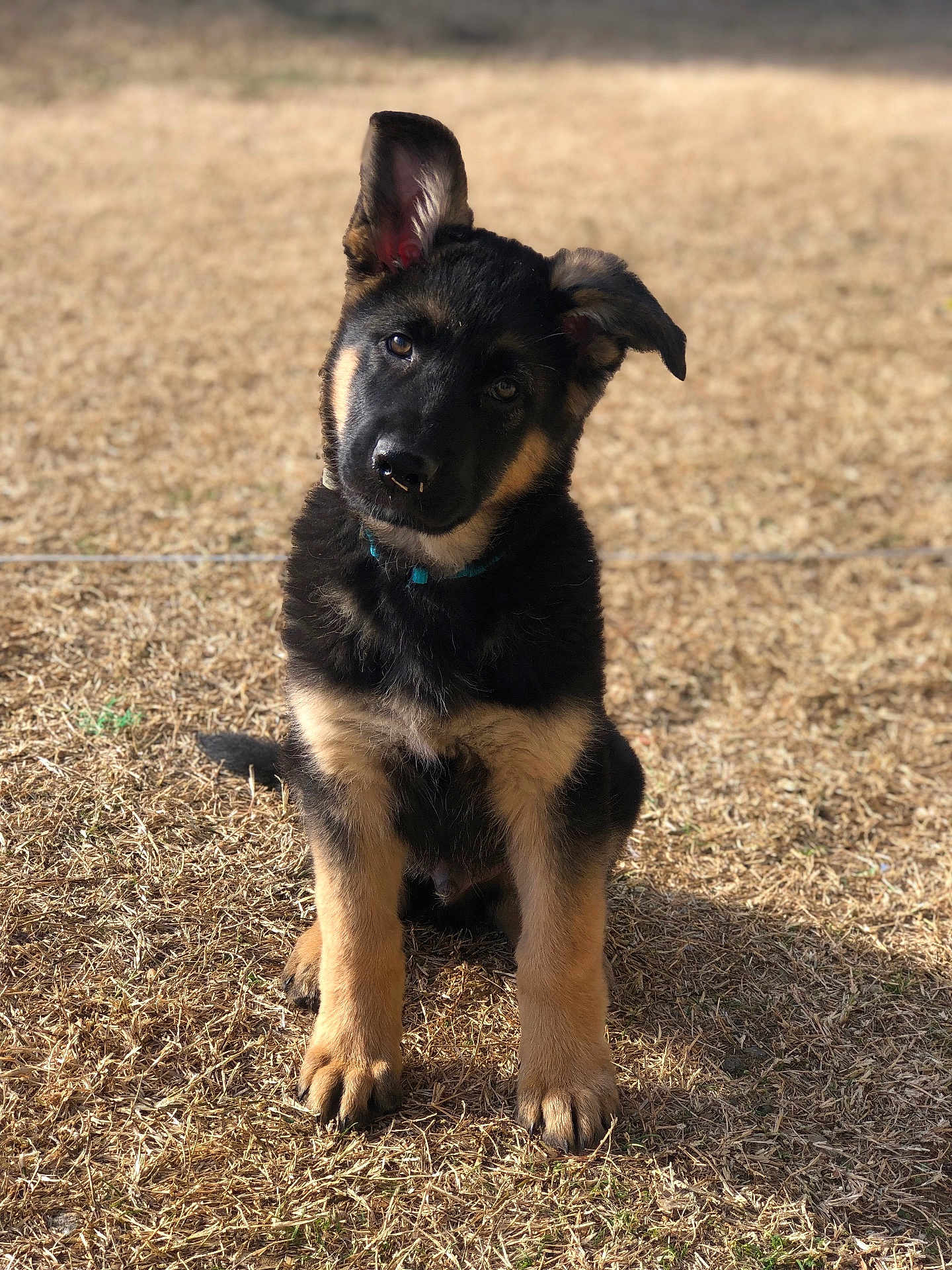 Jackson joined the competition — help win amazing prizes! puppy, german_shepherd, dog, animal, pet, grass, outdoor, young, curious, sitting, ears, head_tilt, brown, black, fur, collar, cute, sunlight, nature, portrait