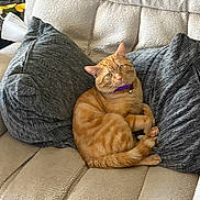Kitty is registered to the contest to win money with this photo: beige_couch, cat, collar, couch, cozy, curious, domestic_animal, ears, feline, fur, gray_pillows, indoor, orange_tabby, pet, pillows, purple_collar, relaxed, sitting, tail, whiskers