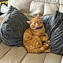 beige_couch, cat, collar, couch, cozy, curious, domestic_animal, ears, feline, fur, gray_pillows, indoor, orange_tabby, pet, pillows, purple_collar, relaxed, sitting, tail, whiskers