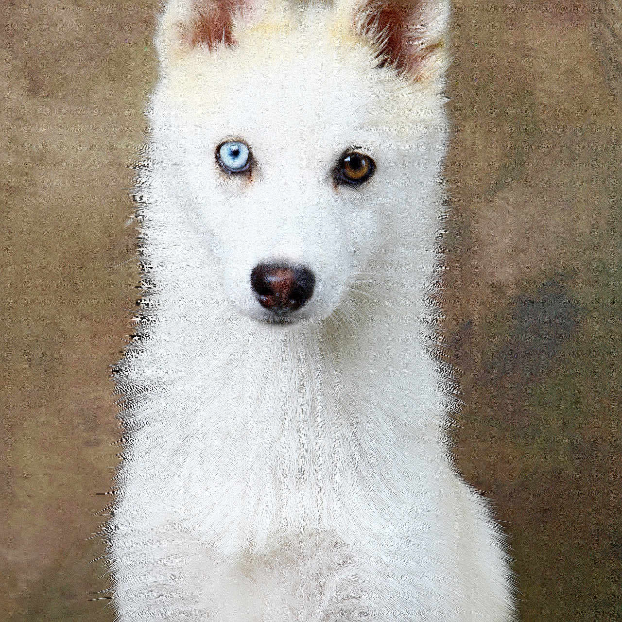 Volt participe au concours pour gagner de l'argent avec cette photo : animal, arcticfox, canine, dog, eskimodog, fox, husky, pet, puppy, whitedog, wolf