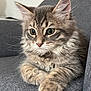 Astro a rejoint le concours — aidez-le/la à gagner de superbes lots ! kitten, cat, tabby, fluffy, pet, animal, whiskers, paws, gray_couch, indoor, closeup, fur, cute, relaxed, sitting, young, mammal, portrait, domestic_cat, feline