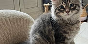 Astro a rejoint le concours — aidez-le/la à gagner de superbes lots ! kitten, cat, gray_tabby, fluffy, sitting, indoor, chair, furniture, plant, window, curious, cute, pet, animal, young, feline, cozy, soft_light, domestic, adorable