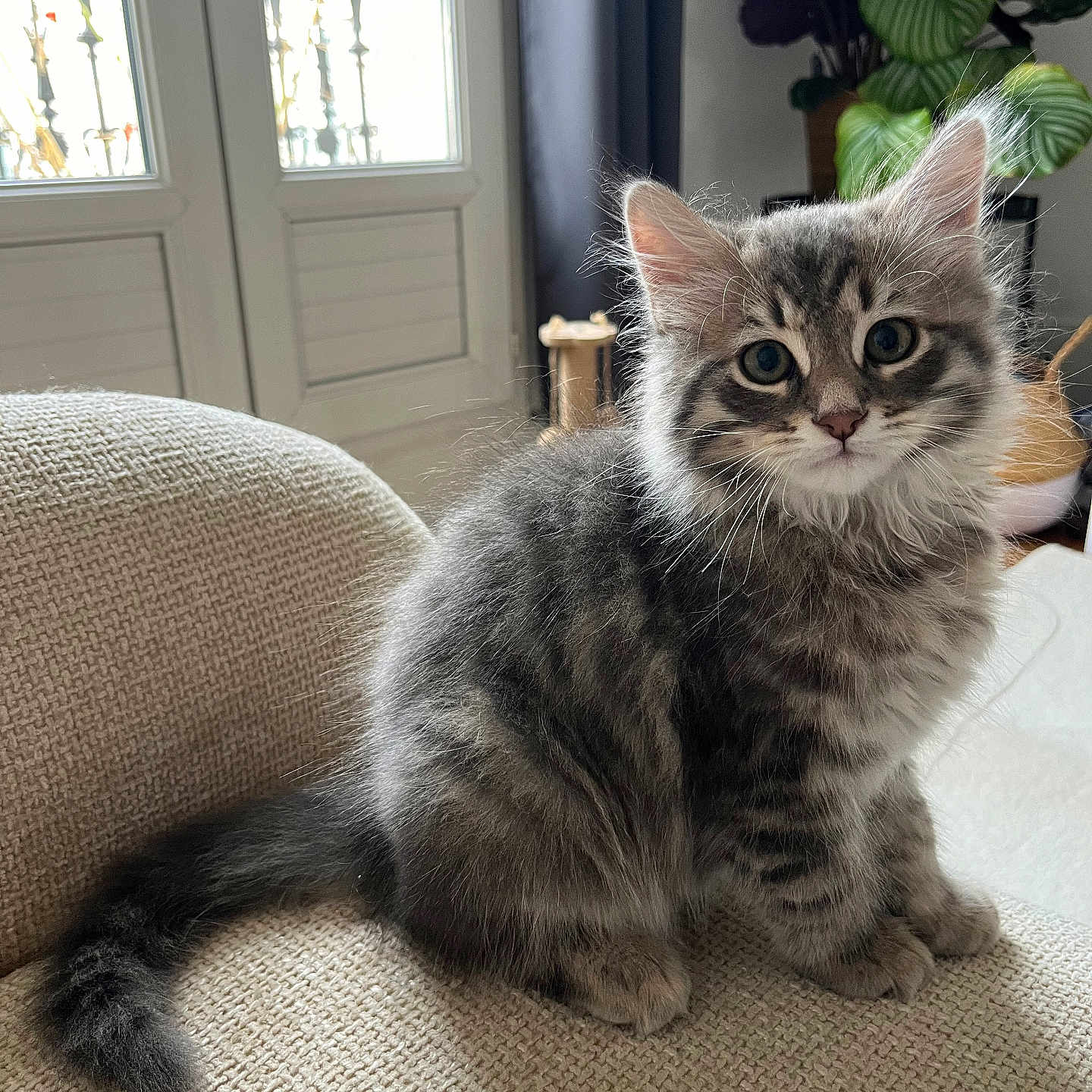 Astro a rejoint le concours — aidez-le/la à gagner de superbes lots ! adorable, animal, cat, chair, cozy, curious, cute, domestic, feline, fluffy, furniture, gray_tabby, indoor, kitten, pet, plant, sitting, soft_light, window, young