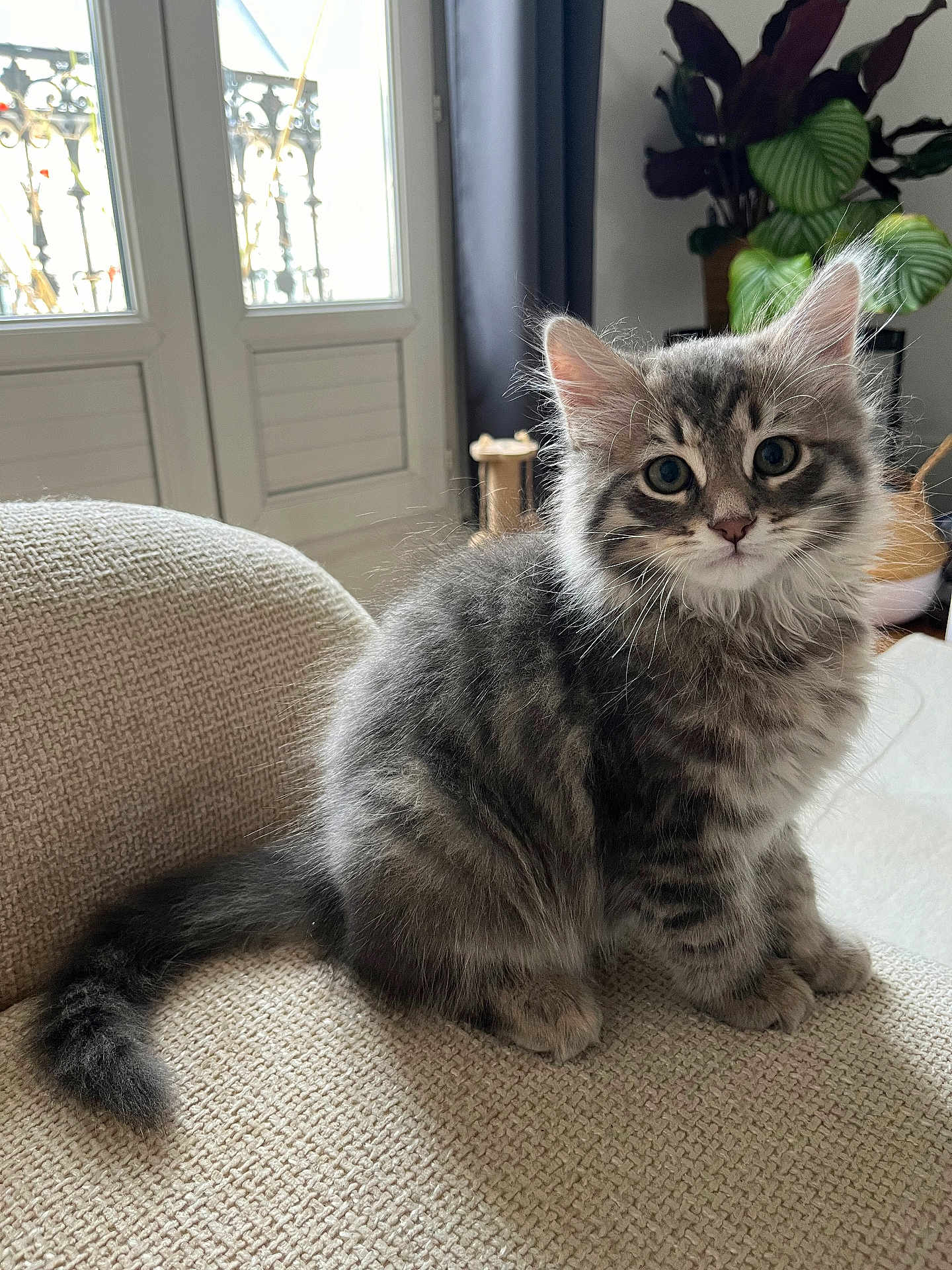 Astro a rejoint le concours — aidez-le/la à gagner de superbes lots ! kitten, cat, gray_tabby, fluffy, sitting, indoor, chair, furniture, plant, window, curious, cute, pet, animal, young, feline, cozy, soft_light, domestic, adorable