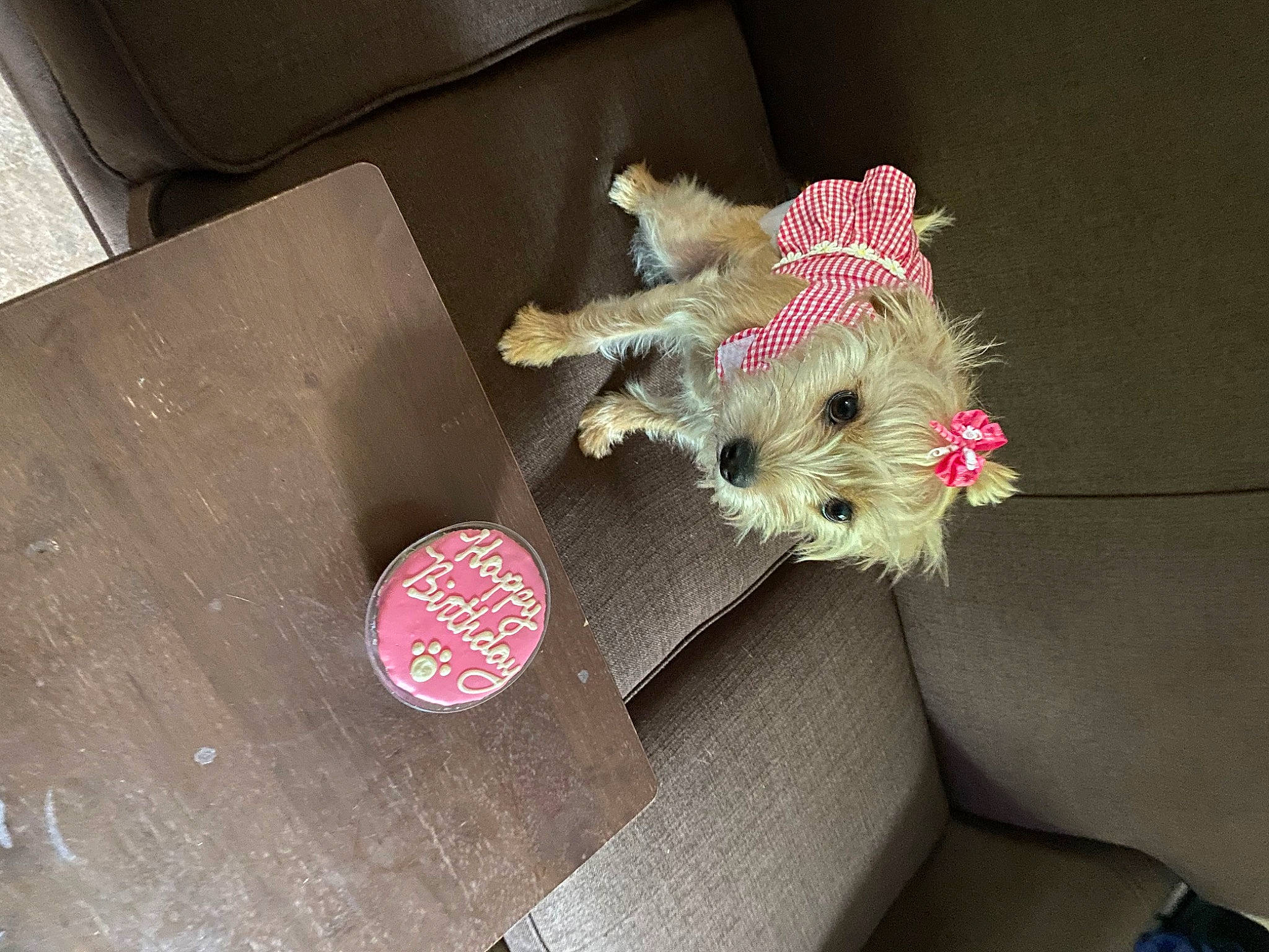 Lola is registered to the contest to win money with this photo: canidae, carnivore, circle, companion_dog, couch, dog, dog_breed, dog_clothes, dog_supply, fashion_accessory, fawn, fur, leash, paw, pink, sporting_group, stuffed_toy, tail, terrier, toy_dog