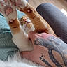 Potté participe au concours pour gagner de l'argent avec cette photo : cat, orange_cat, white_cat, paws, tattoo, hand, stretching, indoor, floor, wood_floor, human, relaxing, feline, closeup, pet, cozy, natural_light, warm_tones, comfort, animal