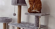 Potté participe au concours pour gagner de l'argent avec cette photo : cat, cat_tree, orange_cat, white_cat, pet, indoor, furniture, perched, hammock, rope, scratching_post, multi_level, cozy, domestic_cat, looking_away, fur, animal, household, resting, curious
