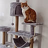 cat, cat_tree, orange_cat, white_cat, pet, indoor, furniture, perched, hammock, rope, scratching_post, multi_level, cozy, domestic_cat, looking_away, fur, animal, household, resting, curious