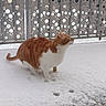 Potté a rejoint le concours — aidez-le/la à gagner de superbes lots ! cat, orange_cat, white_cat, snow, paw_prints, balcony, metal_railing, pattern, circles, outdoor, winter, animal, pet, curious, feline, side_view, fur, quiet, cold, nature