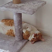 Potté a rejoint le concours — aidez-le/la à gagner de superbes lots ! cat, orange_cat, white_cat, cat_tree, indoor, relaxed, floor, plush, furniture, pet, lazy, cute, animal, domestic_cat, cozy, paws, lying_down, resting, home, whiskers