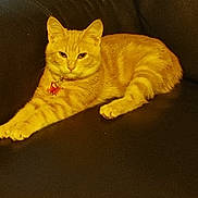 Steven Kimble joined the competition — help win amazing prizes! cat, orange_tabby, pet, feline, collar, tag, stretching, couch, leather, indoor, animal, resting, fur, whiskers, ears, paw, relaxed, domestic_cat, closeup, mammal