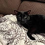 black_cat, cat, pet, animal, feline, indoor, cozy, blanket, textured_blanket, couch, quilted_couch, fur, whiskers, relaxed, resting, looking, curious, home, domestic, comfort