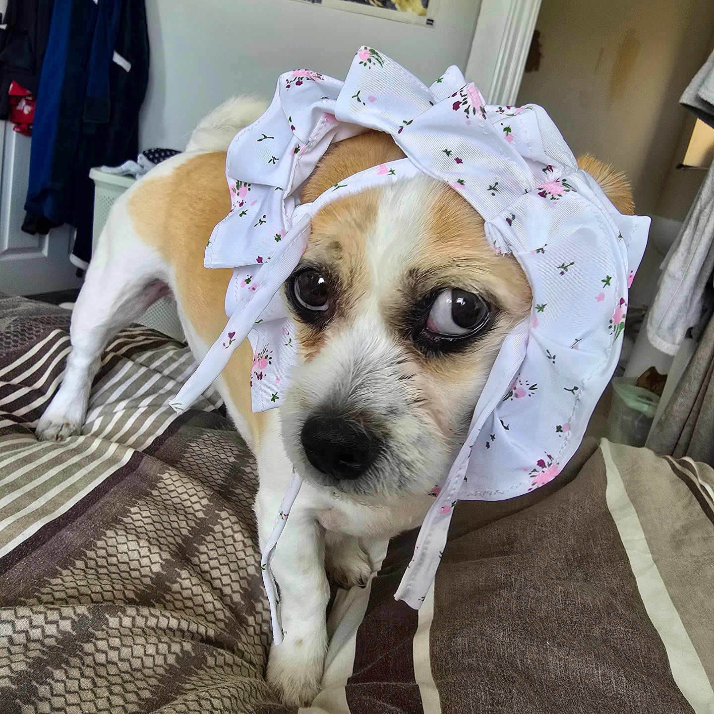 Lola is registered to the contest to win money with this photo: animal, bed, bonnet, canine, clothing, cozy, cute, dog, domestic, fur, furniture, headwear, home, indoor, looking_up, pet, poster, room, sleepwear, striped_blanket