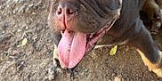 Capo is registered to the contest to win money with this photo: animal, brown_fur, canine, close_up, cute, dirt, dog, excited, fur, hand, happy, outdoor, pet, petting, playful, puppy, smiling, tongue, tongue_out, young_dog